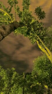 The spectacular beauty of Vanuatu nights!

#vanuatuconsulateinbelgium #vanuatu #discovervanuatu #southpacific #melanesia #instatravel #travelgram #beachlife #islandlife #vanuatutourism #vanuatuislands #vanuatumoments #pacificparadise #flyairvanuatu #answerthecallofvanuatu #remoteplaces #traveldestinations #adventuretravel #wanderlust #offgrid #vanuatumoments #milkyway #timelapse 

📽: @coconut_krab